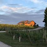 wine: Blustone Vineyards