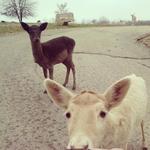 Promised Land Animal Park