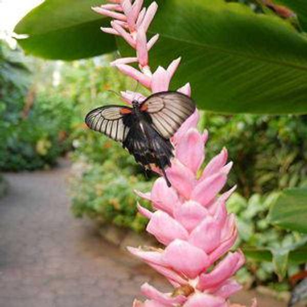 Butterfly Museum