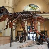 Field Museum
