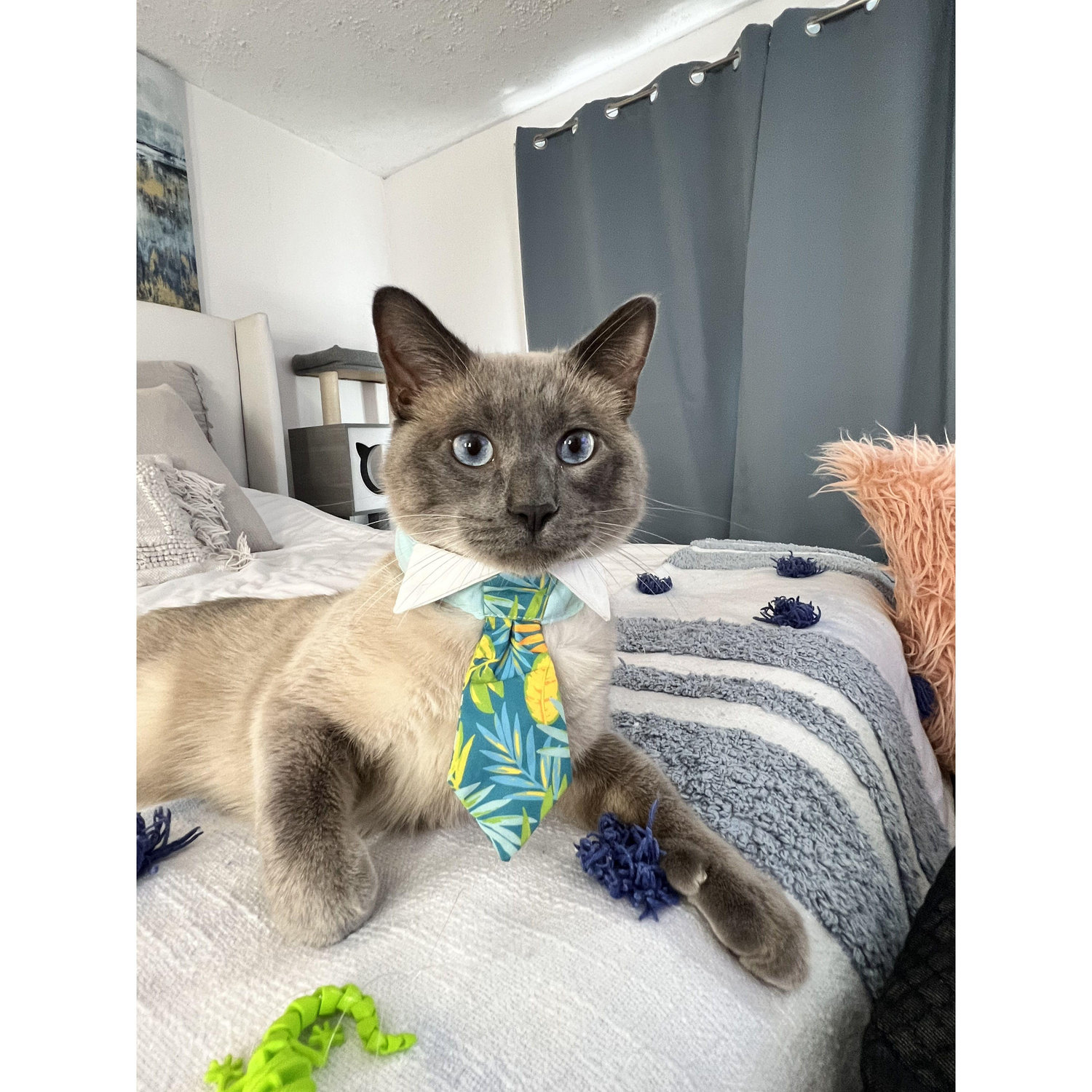 our first pet together - meet Mr. Maui