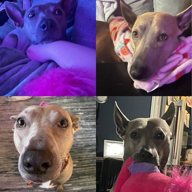 Our Pet Toy Fund