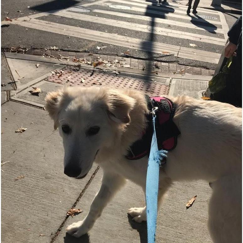 Our sophisticated city dog