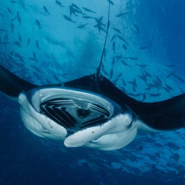Swimming with the Manta Rays