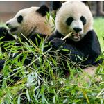 Smithsonian National Zoological Park