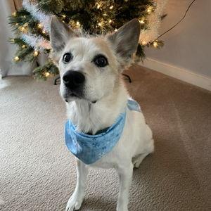 Pet Sitter For Our Honeymoon