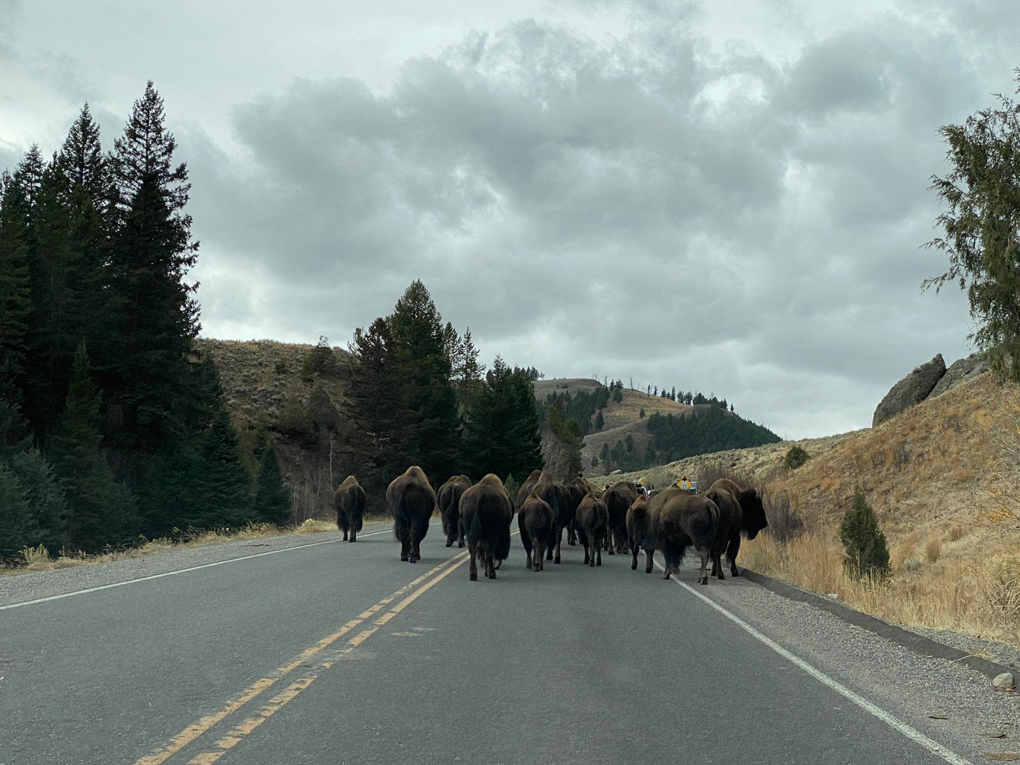 Bison road block in Yellowstone