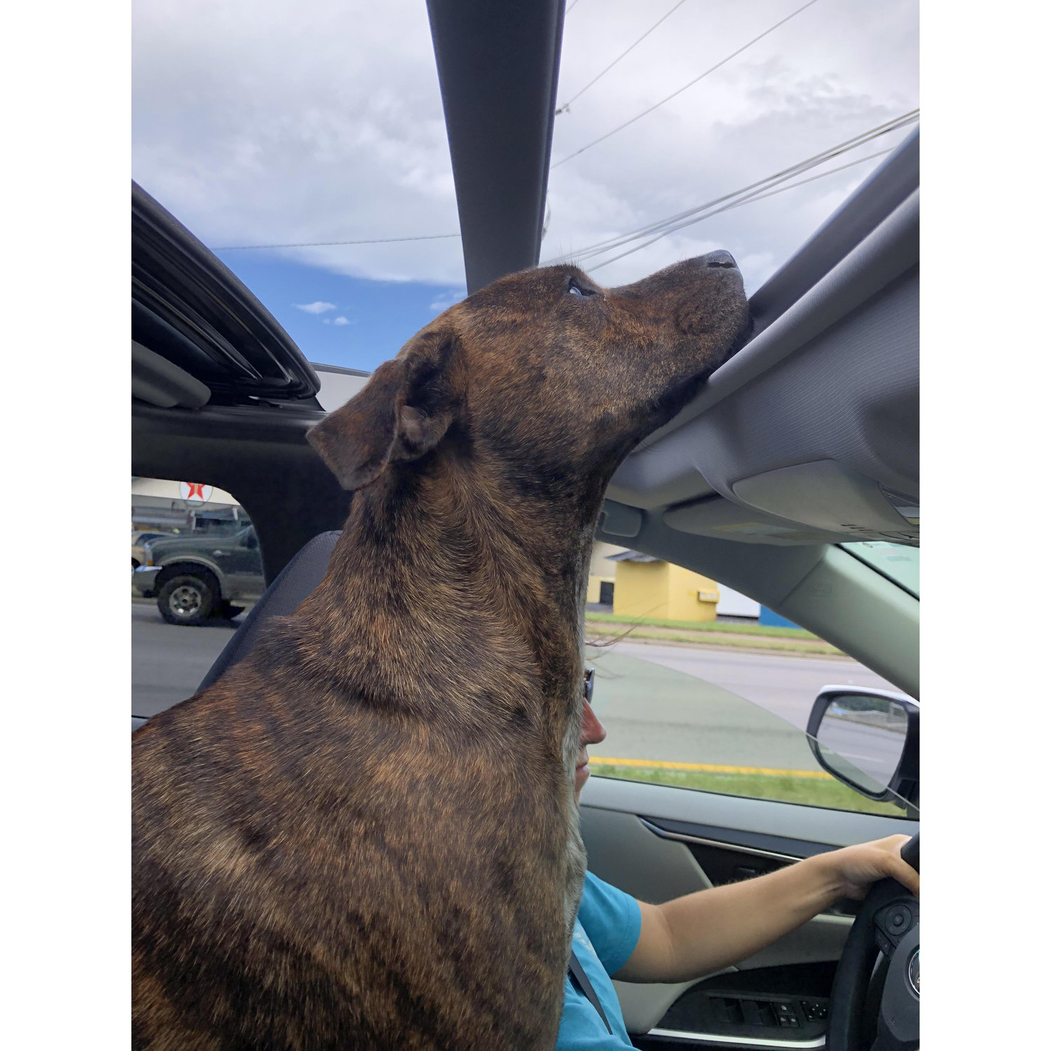 Ollie made a great co-pilot on our cross country move from FL to NE