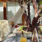 Las Casitas, A Belmond Hotel, Colca Canyon