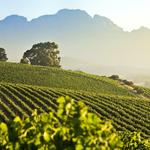 Wine Tasting / Wine Country