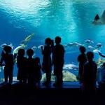 OdySea Aquarium