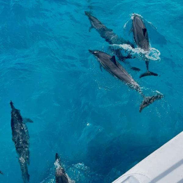 Crucero para ver delfines al atardecer