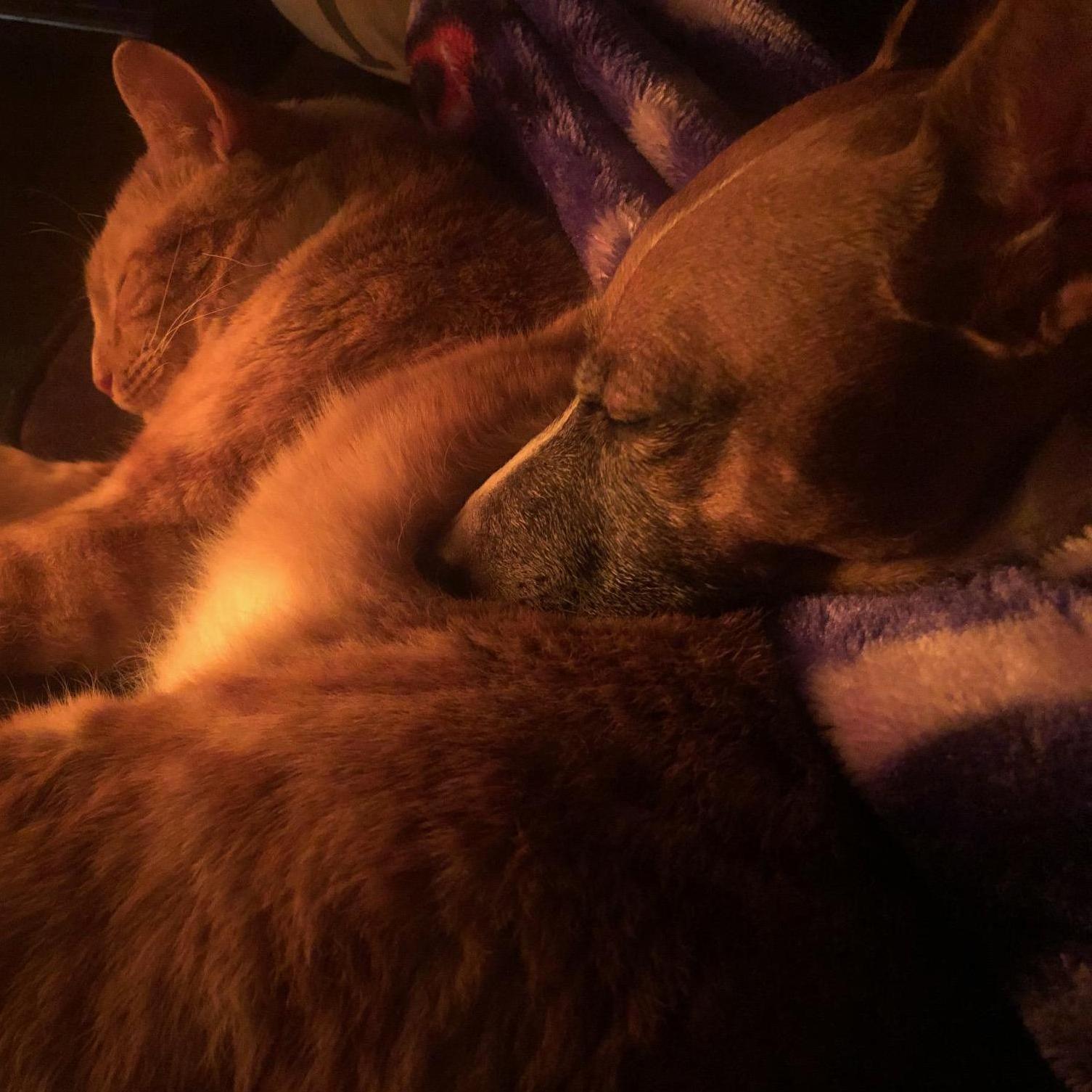 Our fur babies