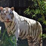 Austin Zoo