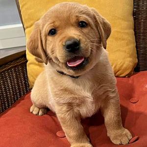 Peaches Fund - Sister for Monty