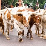 Fort Worth Stockyards
