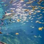 Adventure Aquarium
