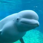Mystic Aquarium