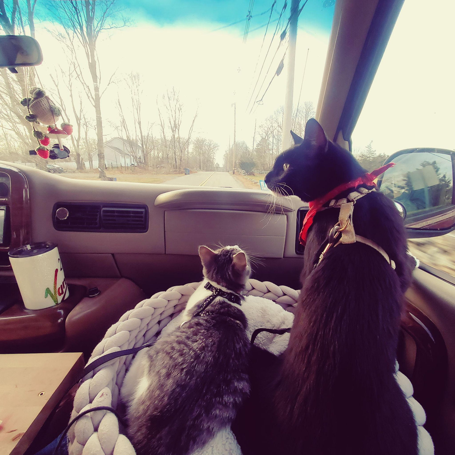 Our traveling babies