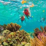 Reef Snorkeling
