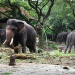 Kodanad Elephant Training Centre Deer Park