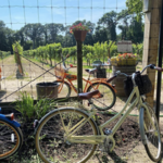 Loughlin Vineyard