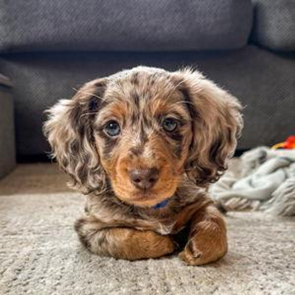 Our New Puppy