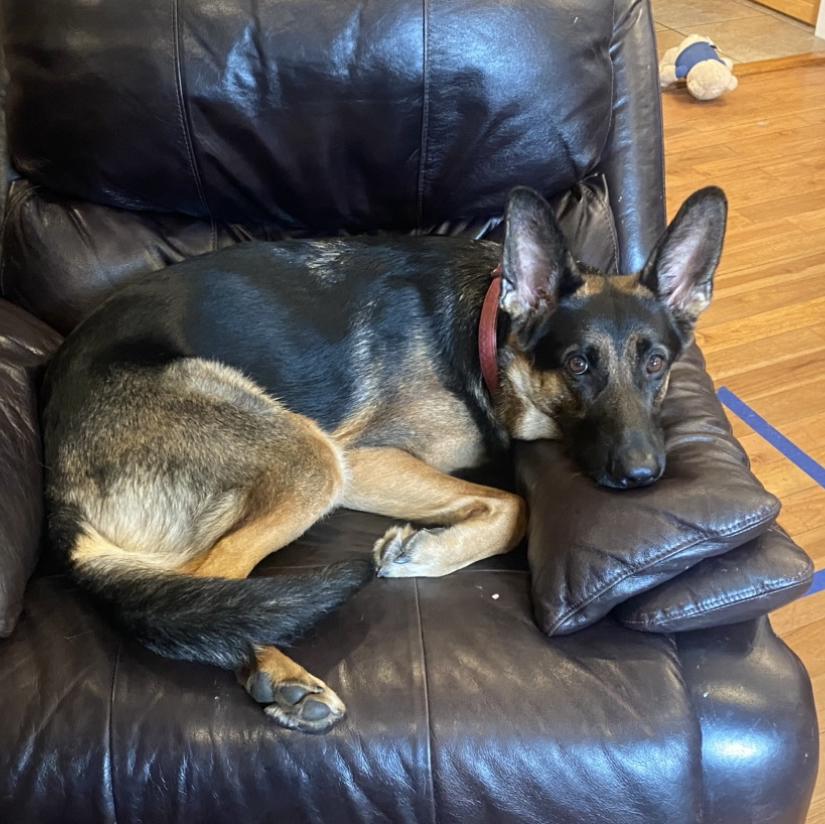 Ziva