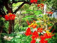 Zilker Botanical Garden