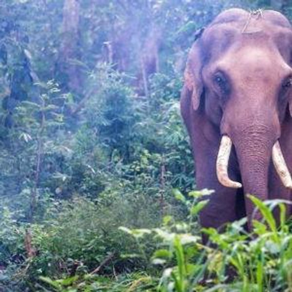 Overnight Stay at the Elephant Sanctuary