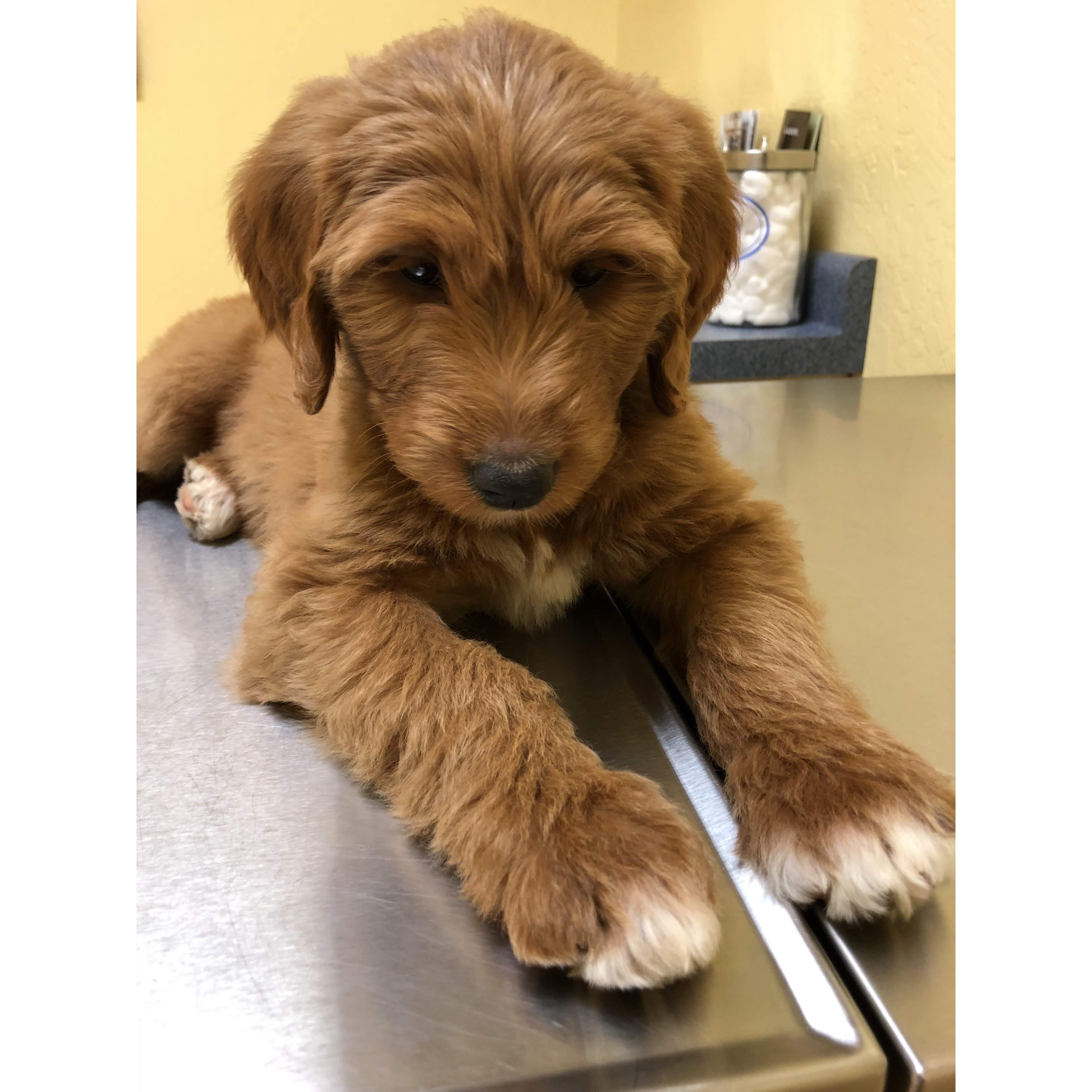 Noris first vet visit 2019