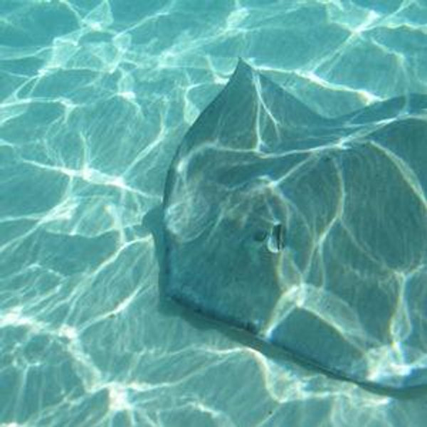 Stingray Encounter Excursion