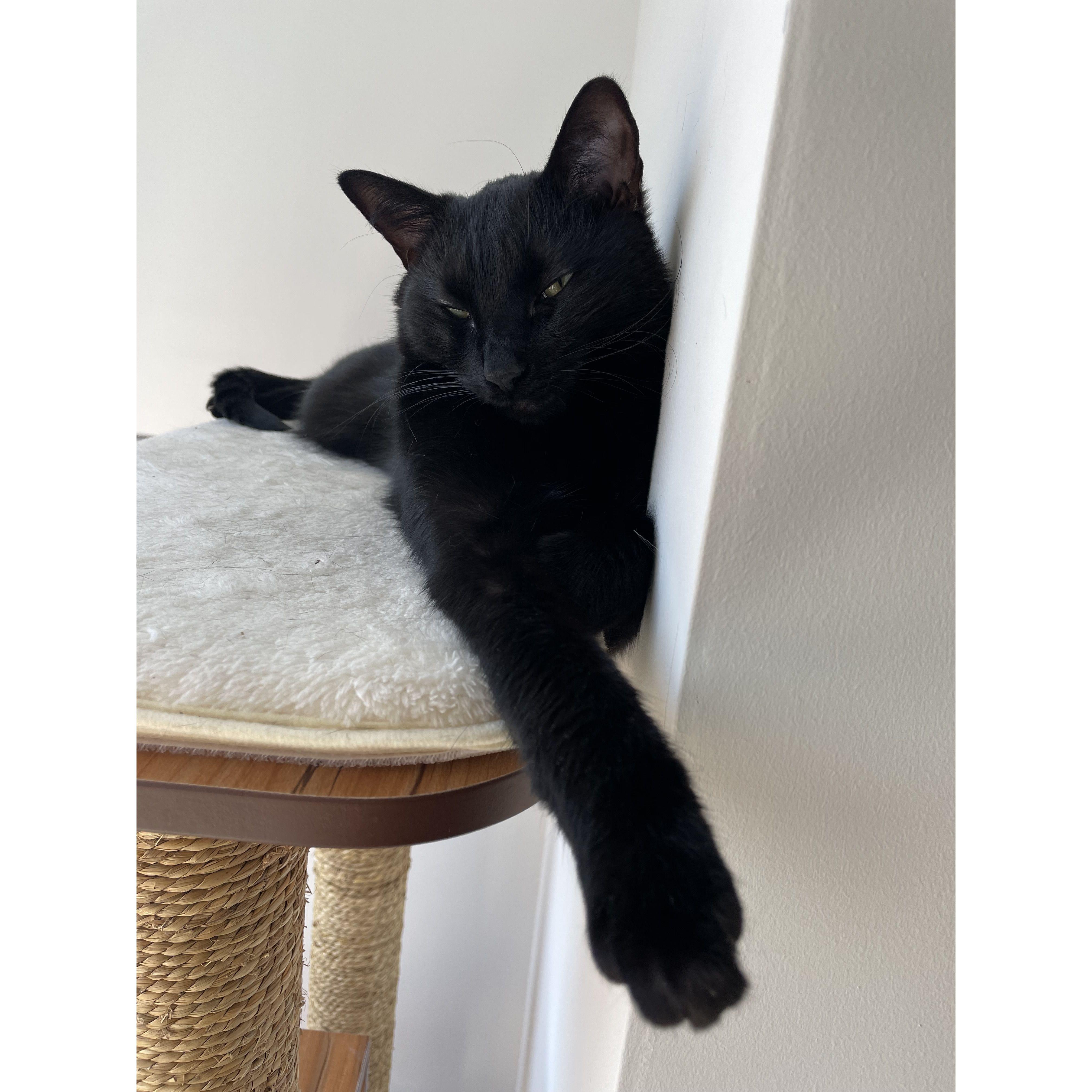 Our little gremlin, Dany, in her favorite spot