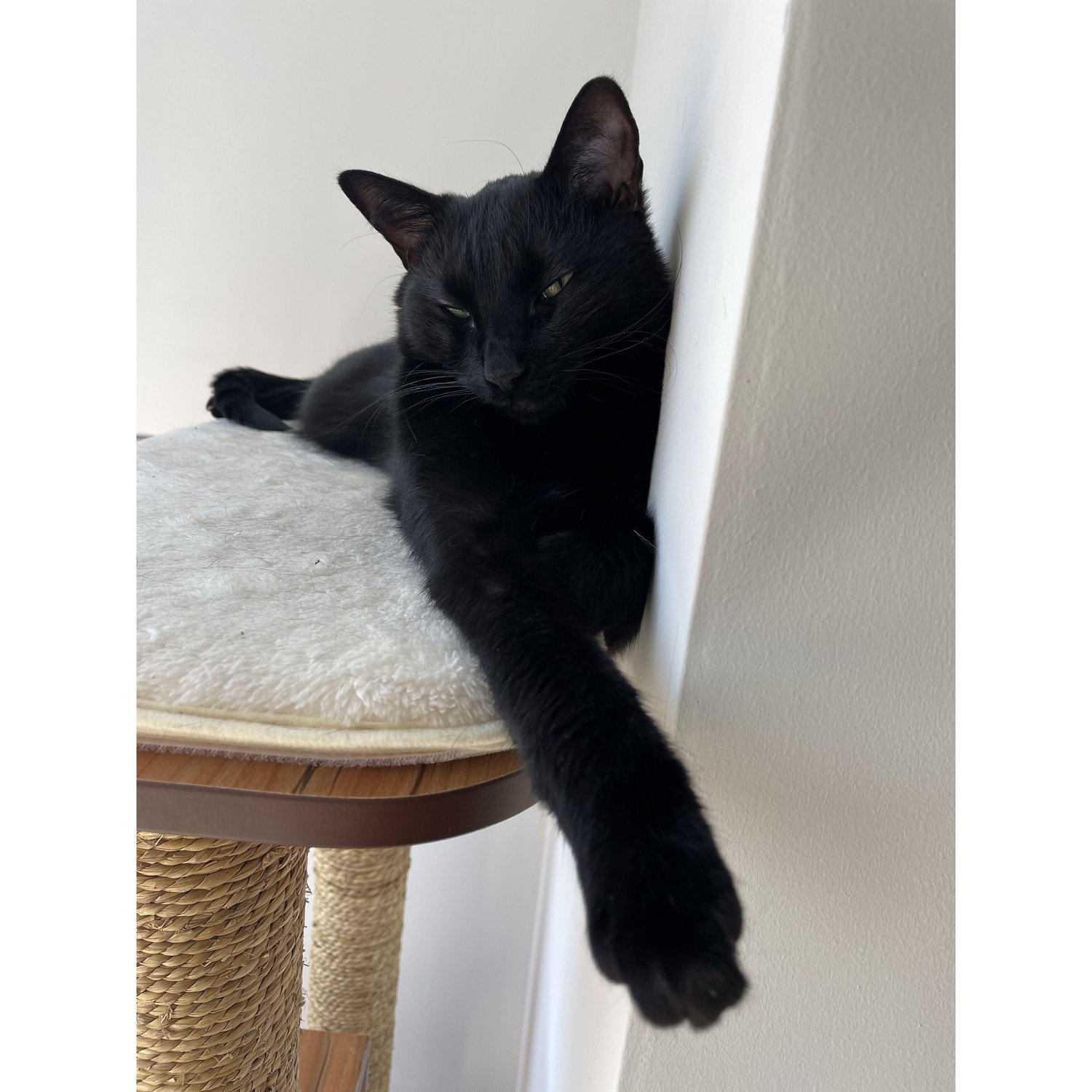 Our little gremlin, Dany, in her favorite spot