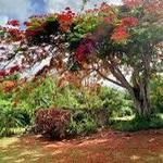 St George Village Botanical Gardens