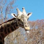 Greenville Zoo