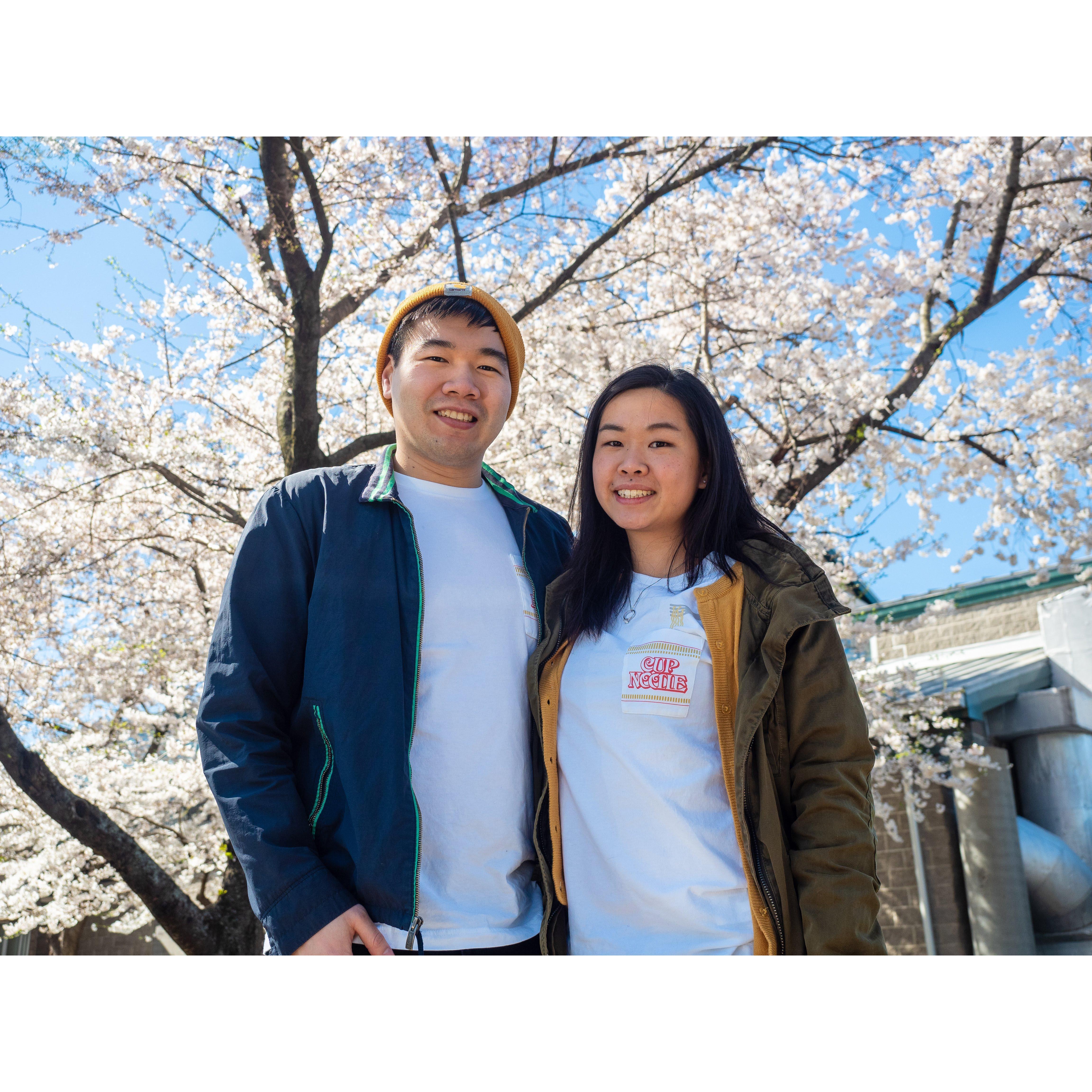 Cherry blossoms a plenty, Nashville in spring.