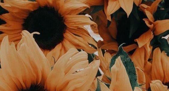 The Wedding Website of Sidney Smith and Noah Goff