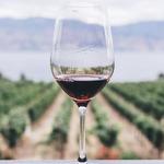 SAND CANYON & SUTCLIFFE VINEYARDS