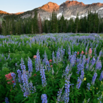 Big and Little Cottonwood Canyons