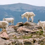 Mount Evans