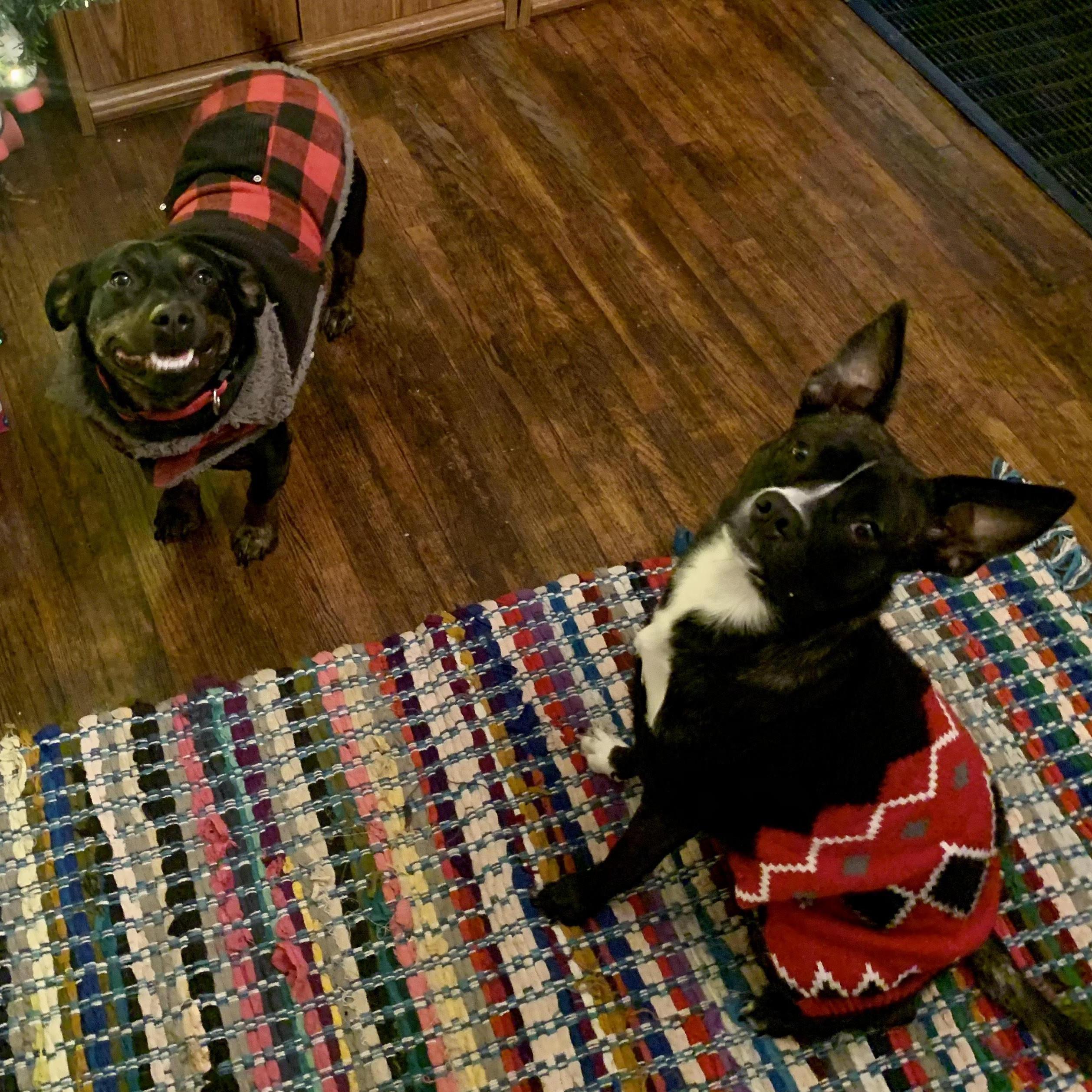Our pups, Chester and Bambi. We adopted Chester shortly after we moved into our home on Howard Street, and Bambi quite literally dropped out of the sky and became part of our family in December 2020.