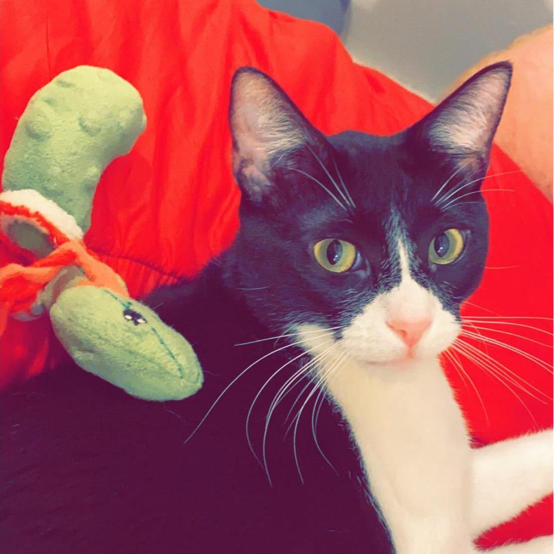 Their cat Betty!