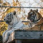 Alabama Gulf Coast Zoo