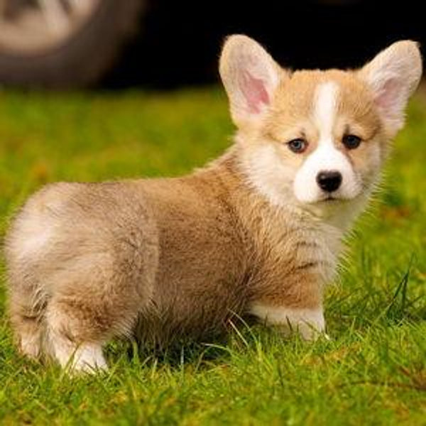 Our New Puppy