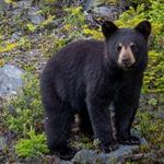 Be Bear Smart