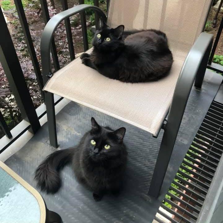2019- Shortly after moving in, they adopt another cat, Pepperoni. Parker was a big fan of her company.