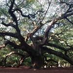 Angel Oak Tree