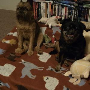 Dog boarding for the wedding and Honeymoon