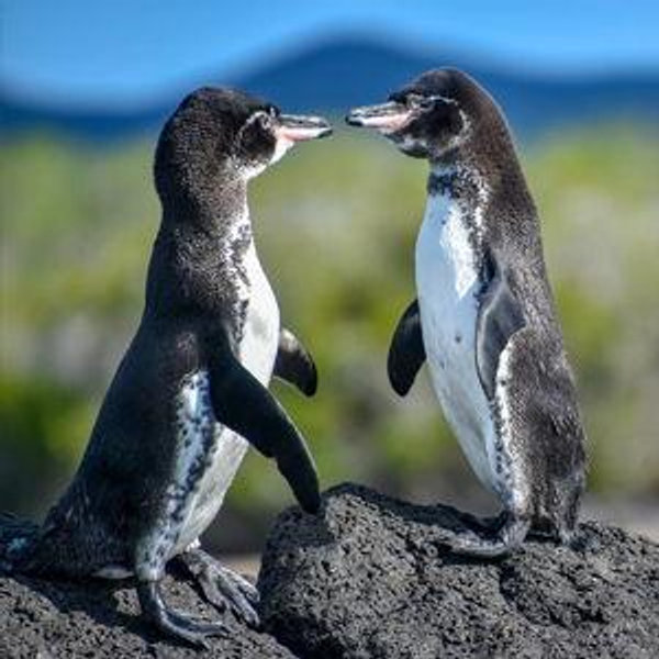 Galapagos Honeymoon Hotel Stay